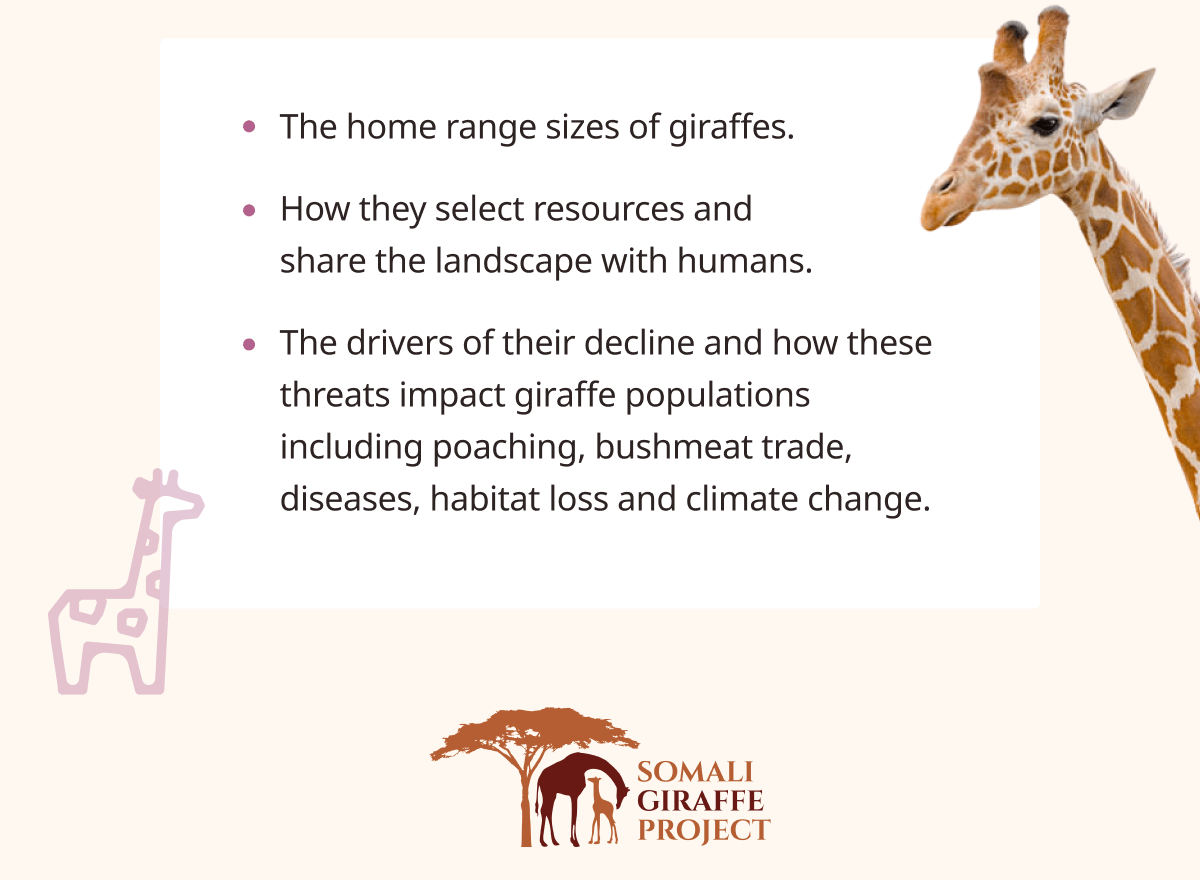 Taller than Life Tracking a Giraffe 🦒 Wildlife Collections