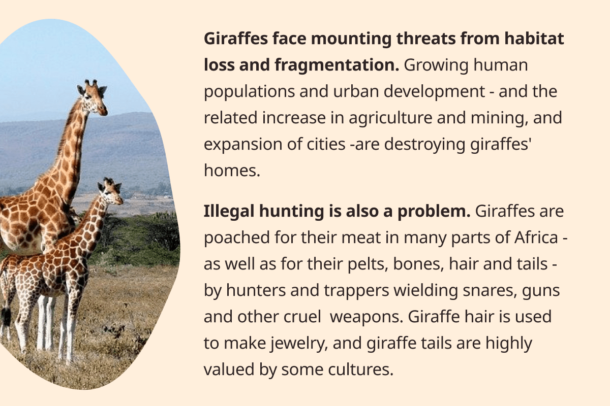 Prevent Cruelty to 🦒 Wildlife Collections