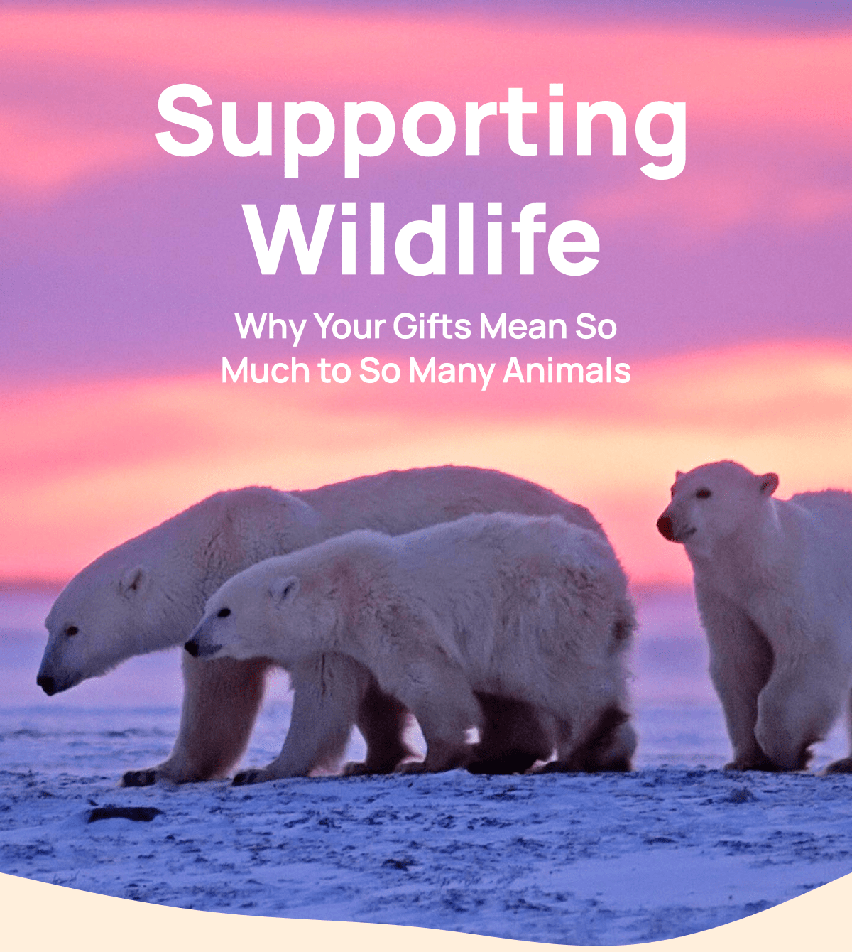 Why Giving to Wildlife Matters 🙌 Wildlife Collections