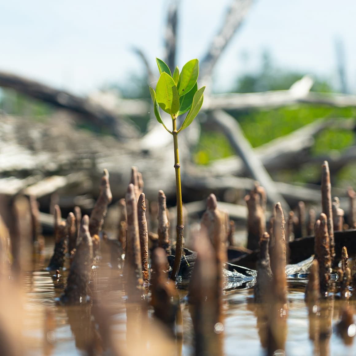 Seatrees Mangrove