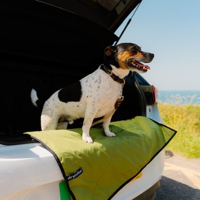 Dog on the REWORK Utility Mat in Forest Green/Black