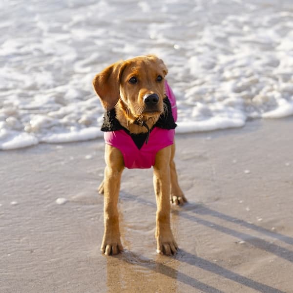 Puppy on the beach shoreline wearing a pink dog coat