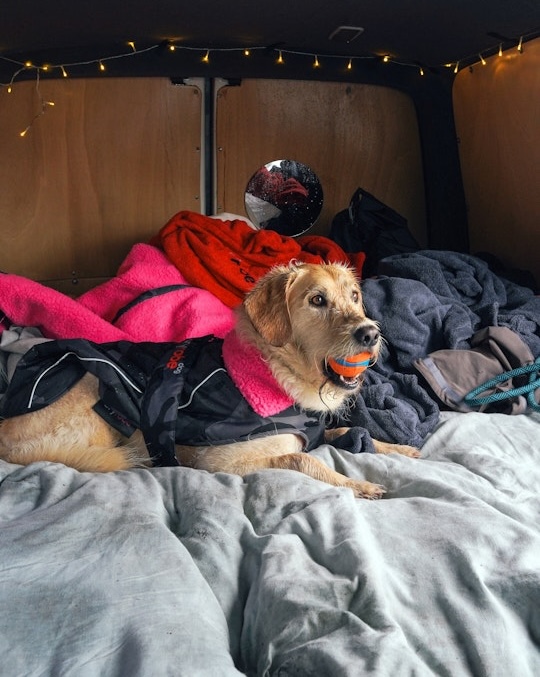 dryrobe® Dog in Black Camo Pink