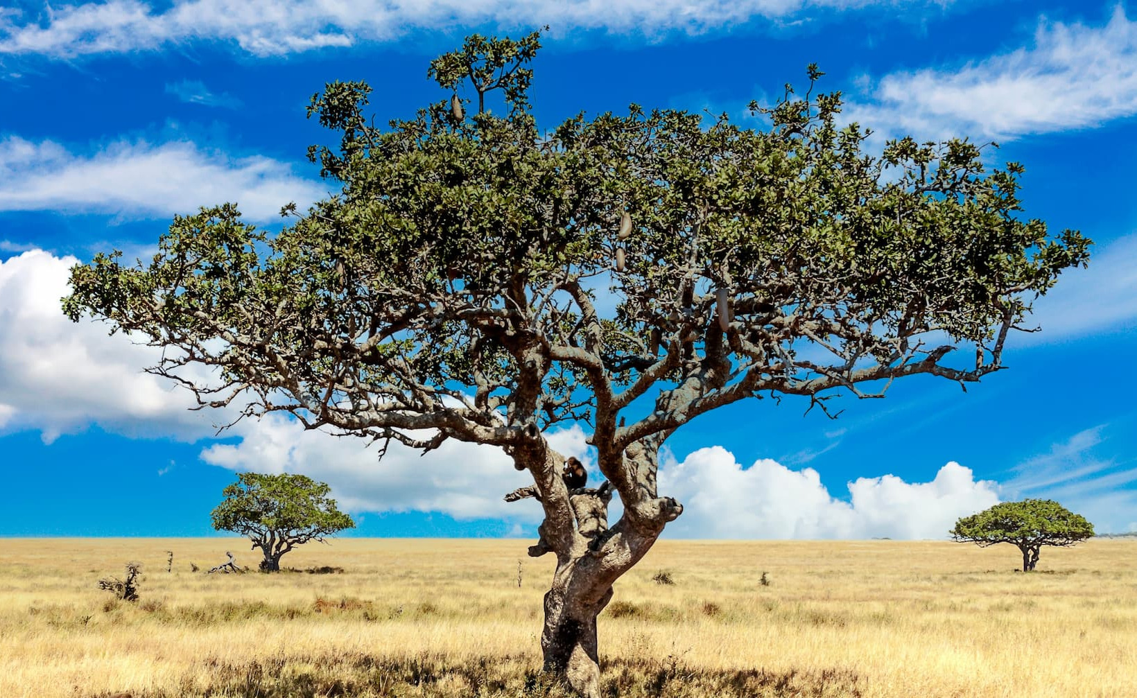 NAOMI Gentle Fiber is made from Made from 100% organic acacia gum