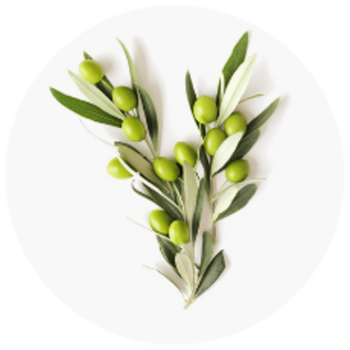 Olive Leaf