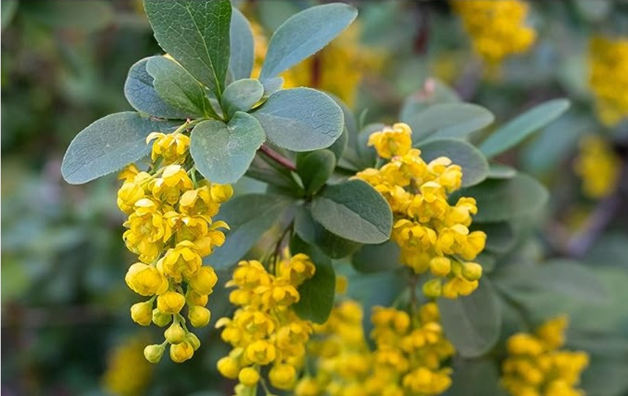 Yellow Berberine flowers