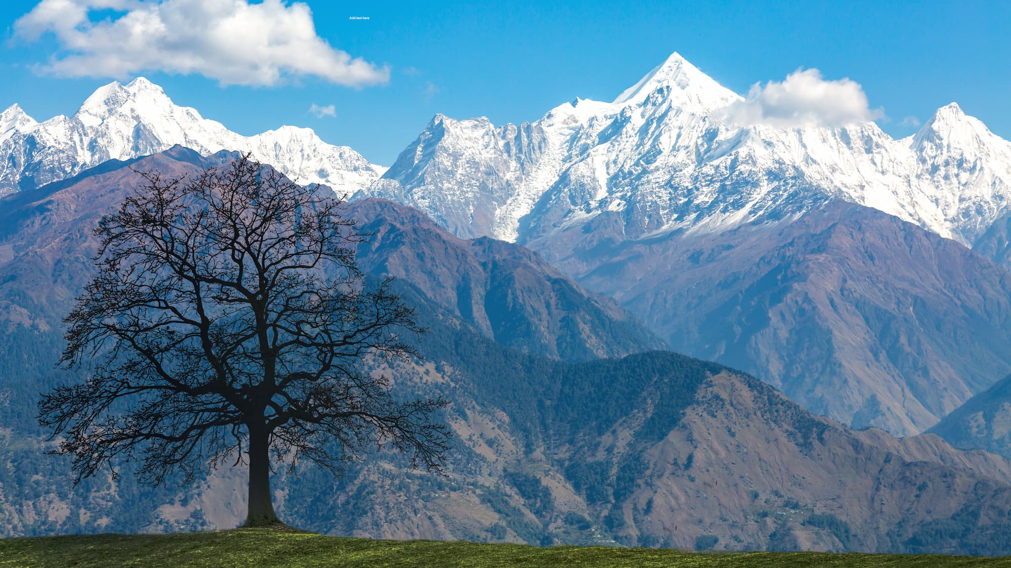 Himalayan Mountains with tree