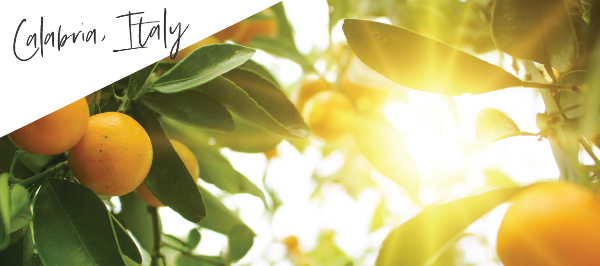 BergAmore extract is from bergamot fruit grown inCalabria Italy