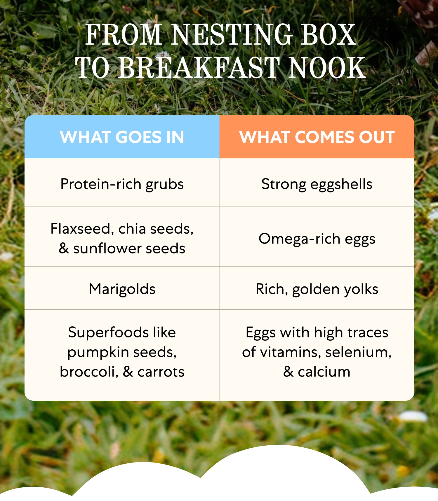 FROM NESTING BOX TO BREAKFAST NOOK What Goes In What Comes Out Protein-rich grubs Flaxseed, chia seeds, & sunflower seeds Marigolds Superfoods like pumpkin seeds, broccoli, & carrots Strong eggshells Omega-rich eggs Rich, golden yolks Eggs with high traces of vitamins, selenium, & calcium