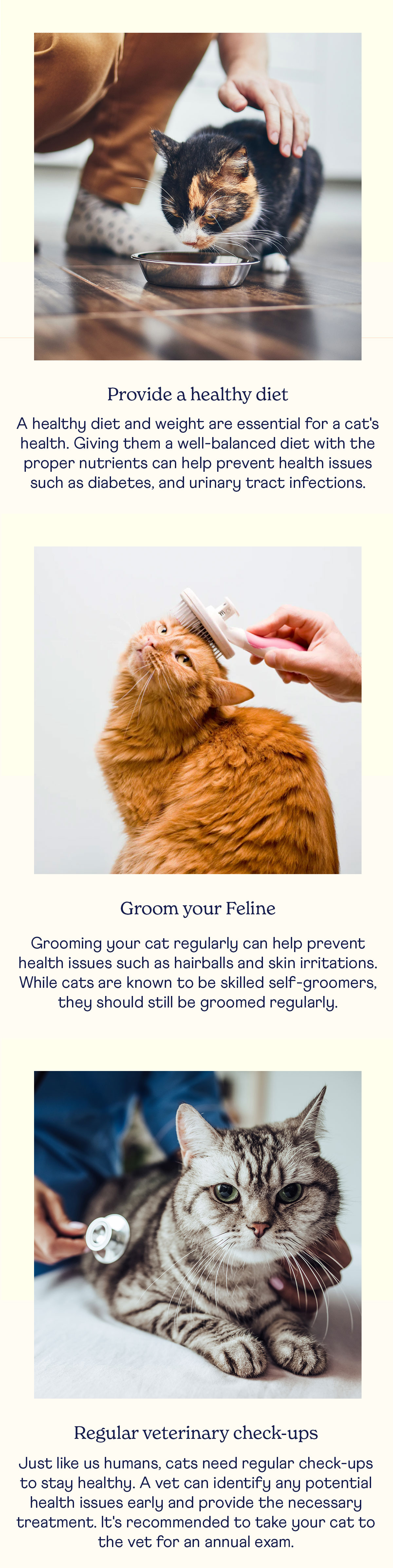 Proactive Tips to Benefit Your Cats Health Paw