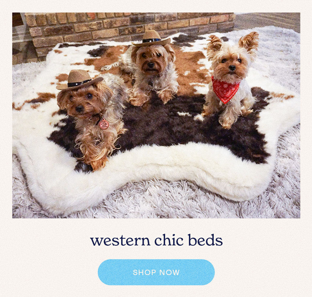 Happy HowlO's Eve 🕷 Paw