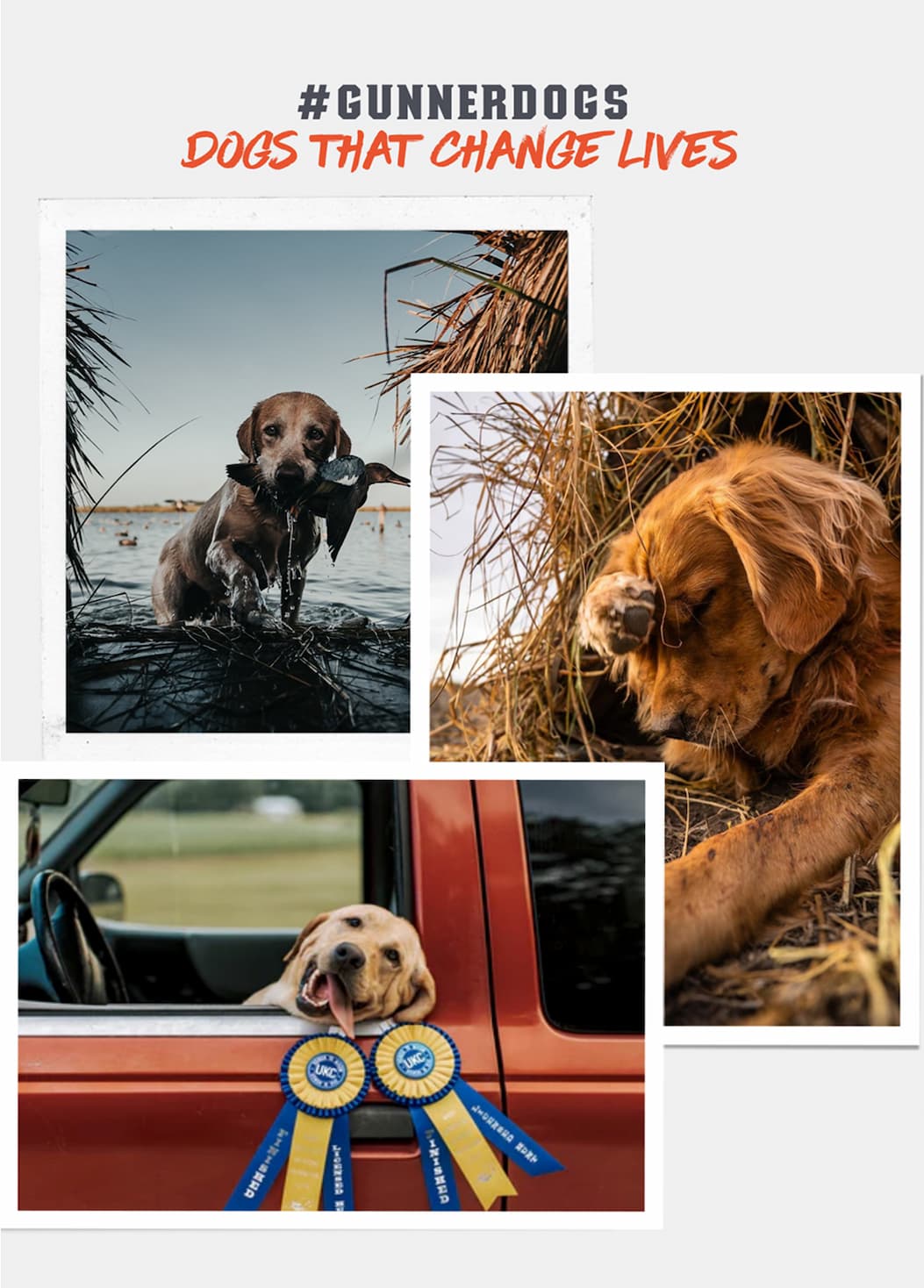 #GUNNERDOGS