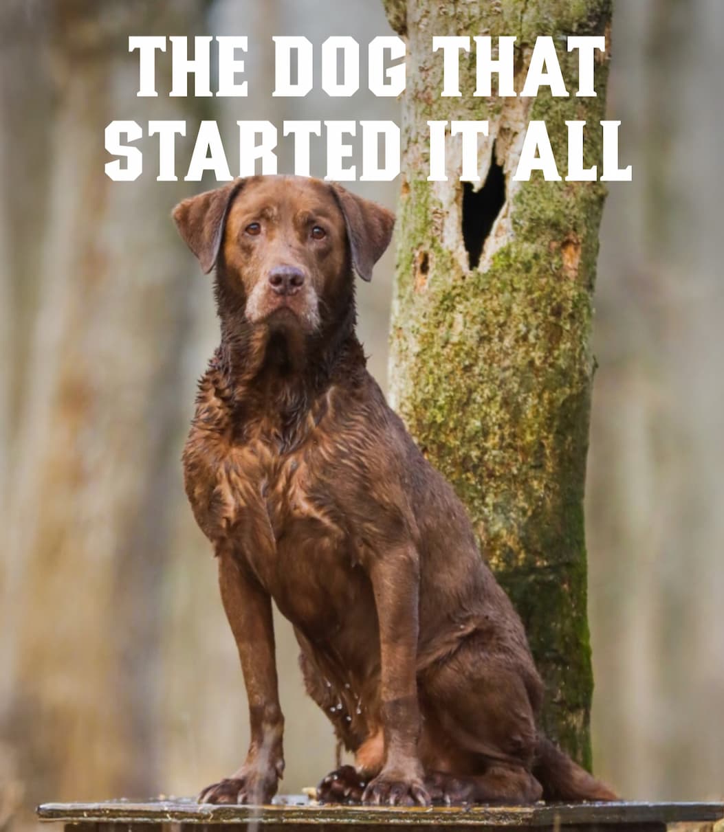 The Dog that Started it all