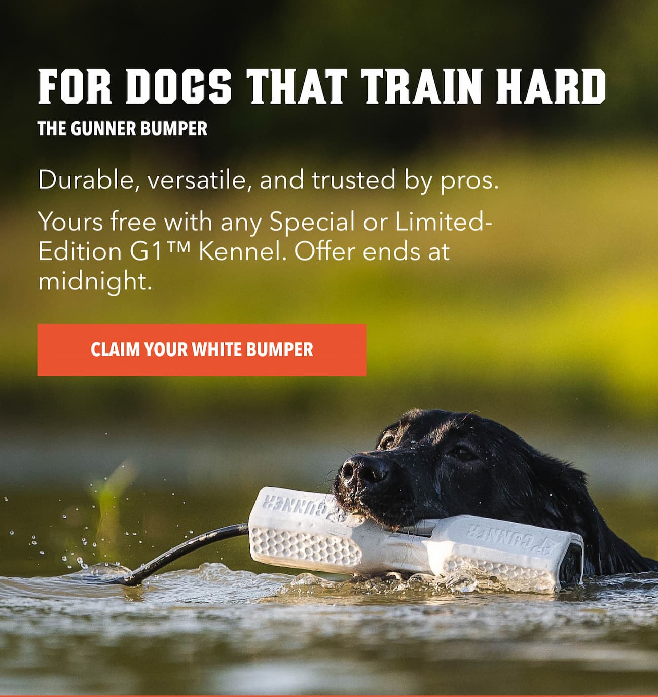 For Dogs That Train Hard