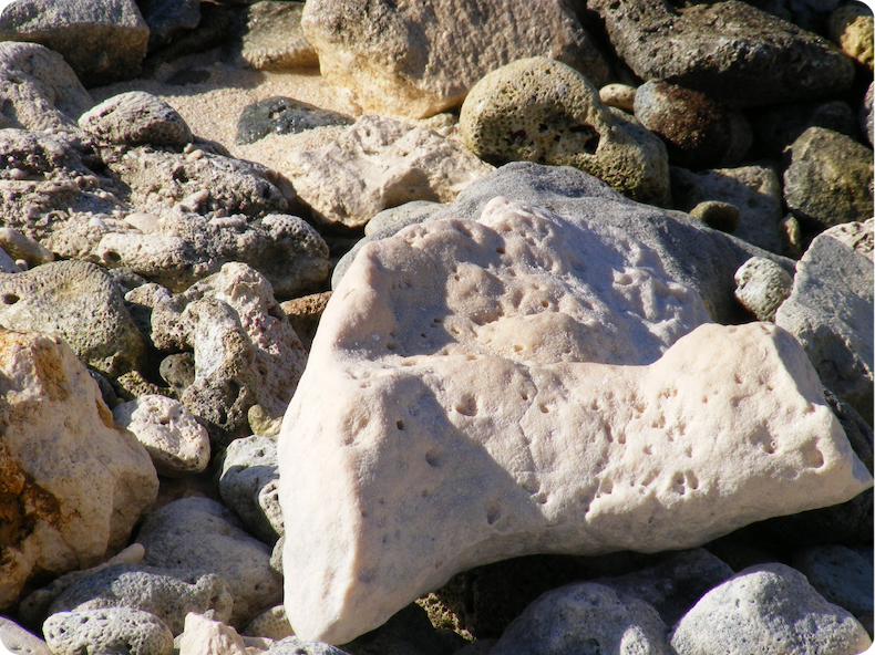 A Coral Foundation