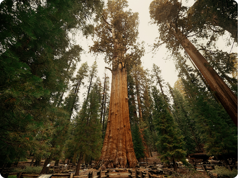 Largest Living Tree