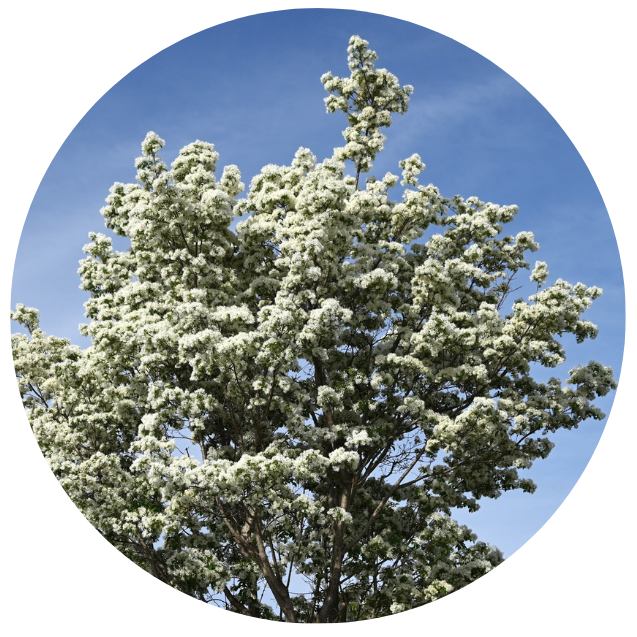 The national tree is the Lignum Vitae.