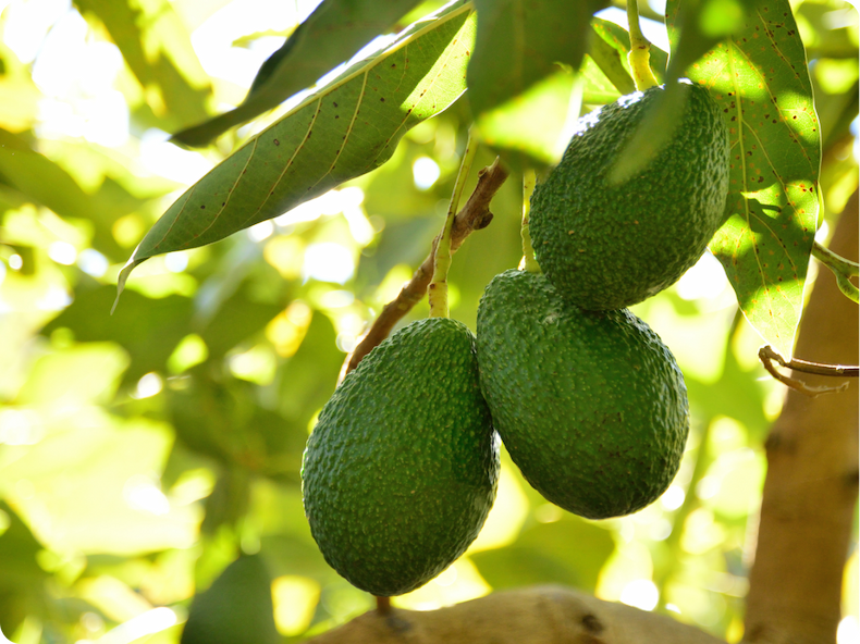 America's Avocado Capital