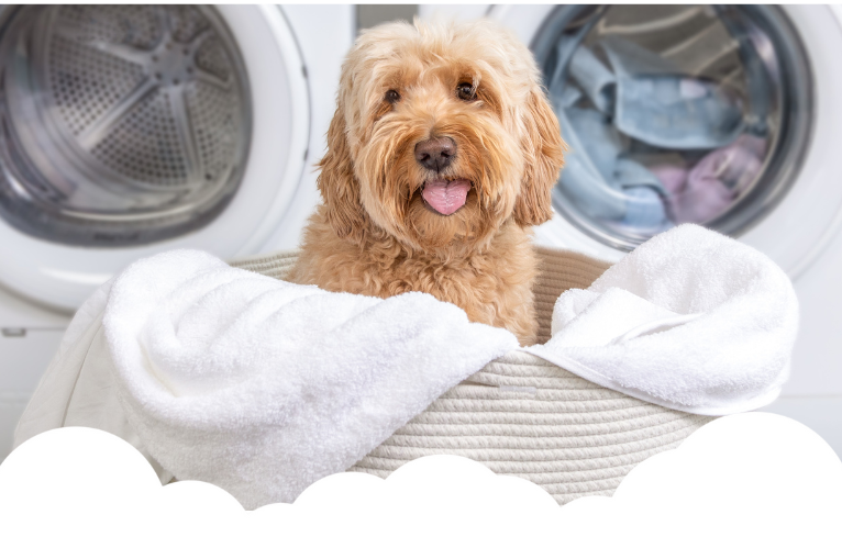 heysunday-dog-in-laundry