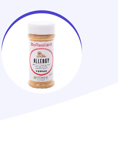 dog-support-allergy
