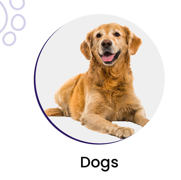 dogs