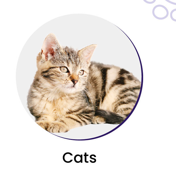 cats