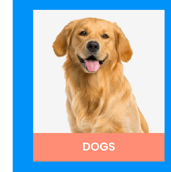 dogs