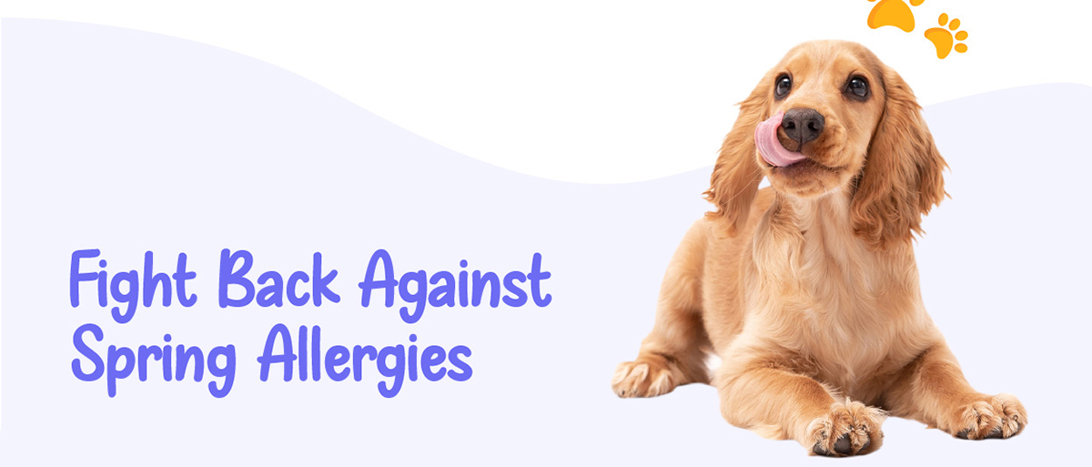 Fight back against spring allergies