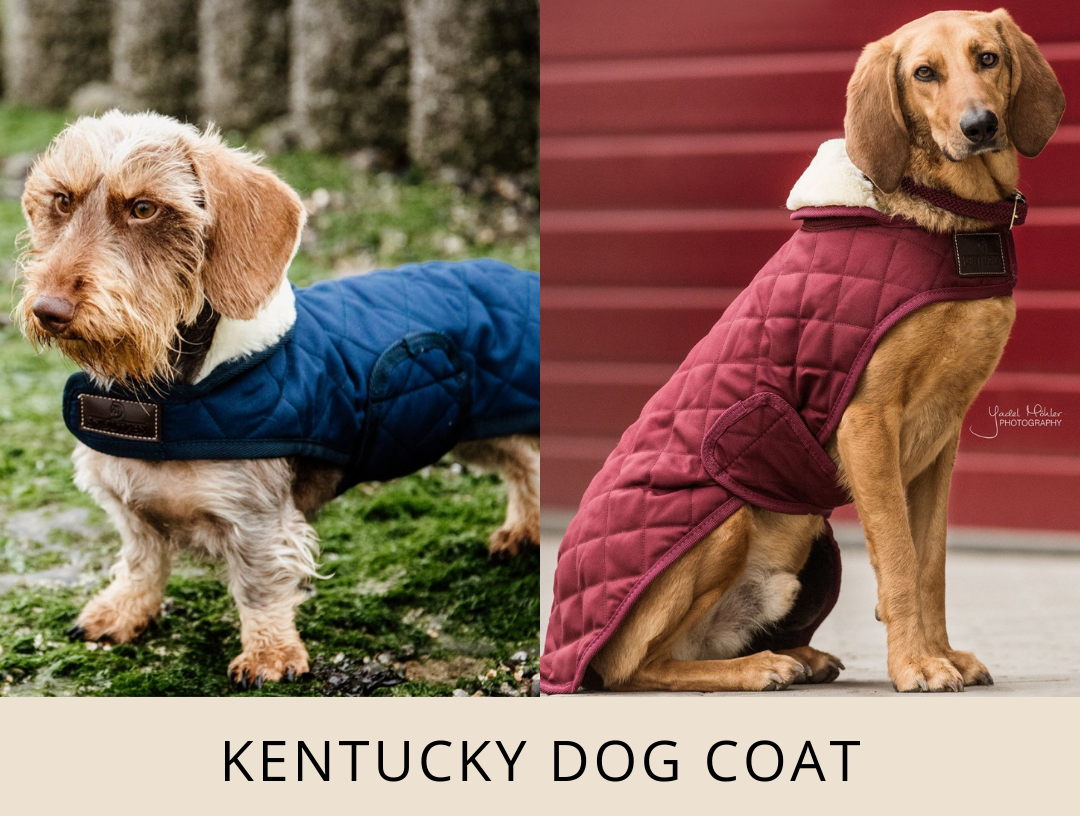 It's National Dog Day! 🐕 Dapper Horse