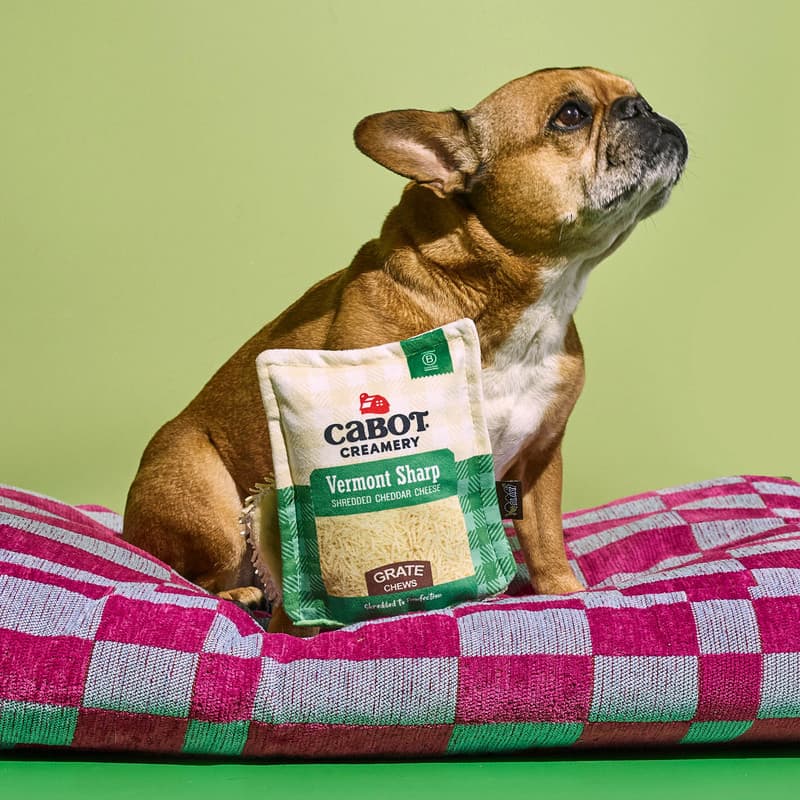 New Shredded Cheese Dog Toy