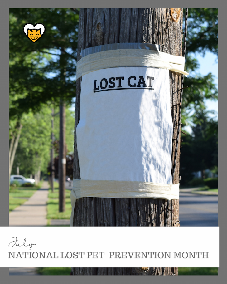https://www.hideandscratch.com/blogs/cat-content/cat-holidays#july-cat-holidays