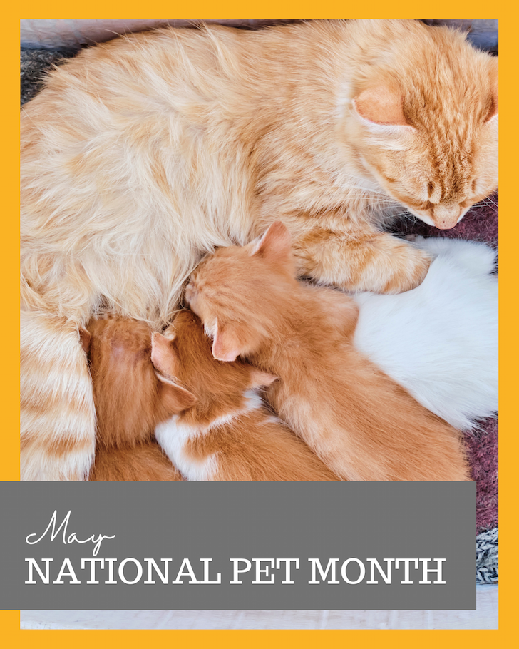 May Cat Holidays