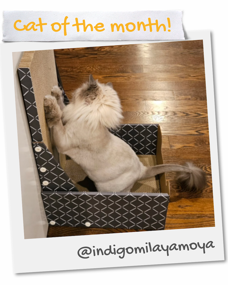 Cat of the Month