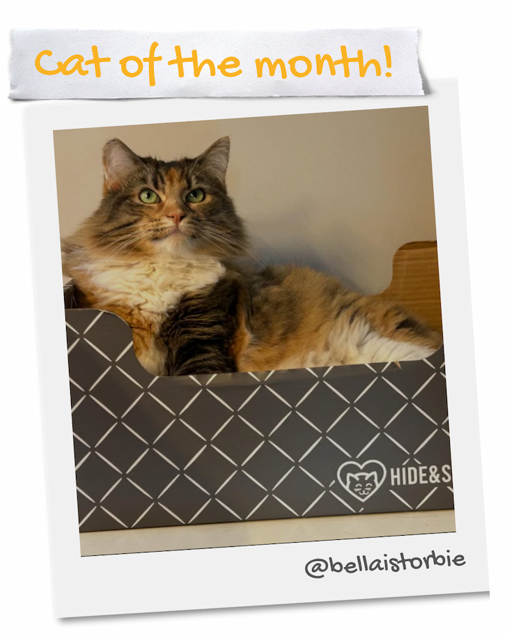 Bella - Cat of the Month