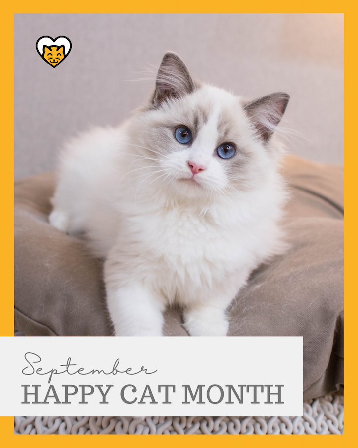 https://www.hideandscratch.com/blogs/cat-content/cat-holidays#september-cat-holidays
