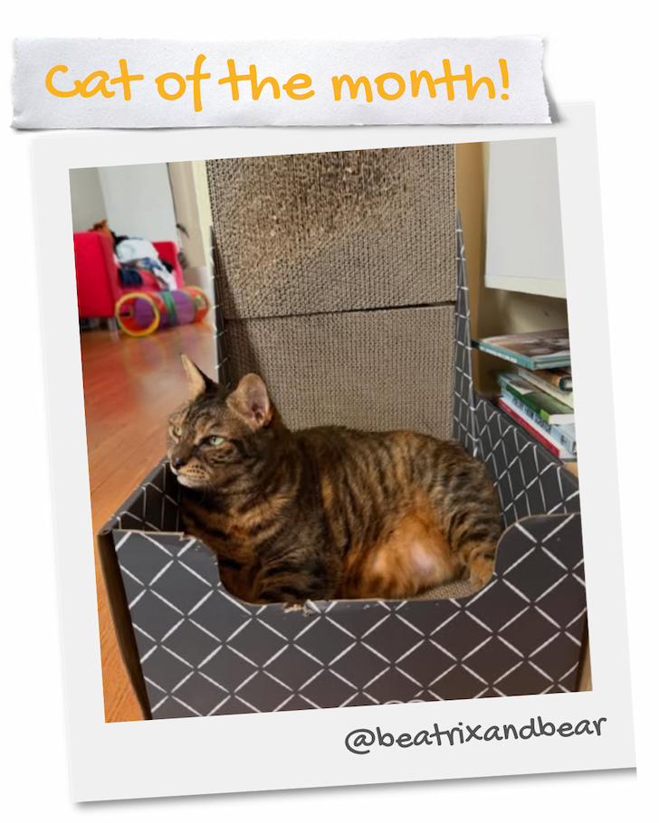 Beatrix - Cat of the Month