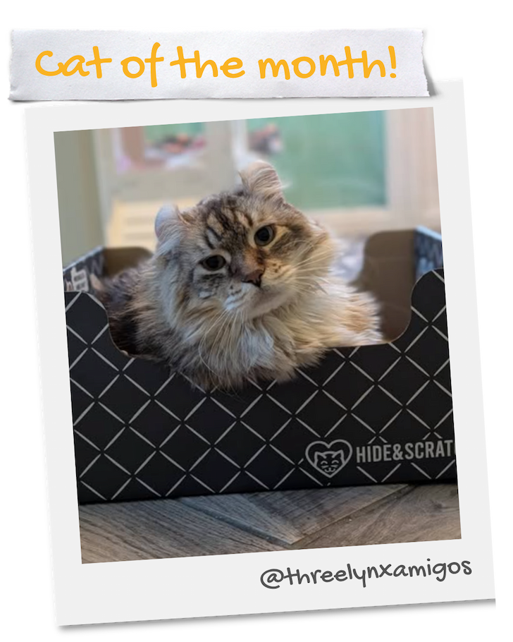 Biscotti - Cat of the Month