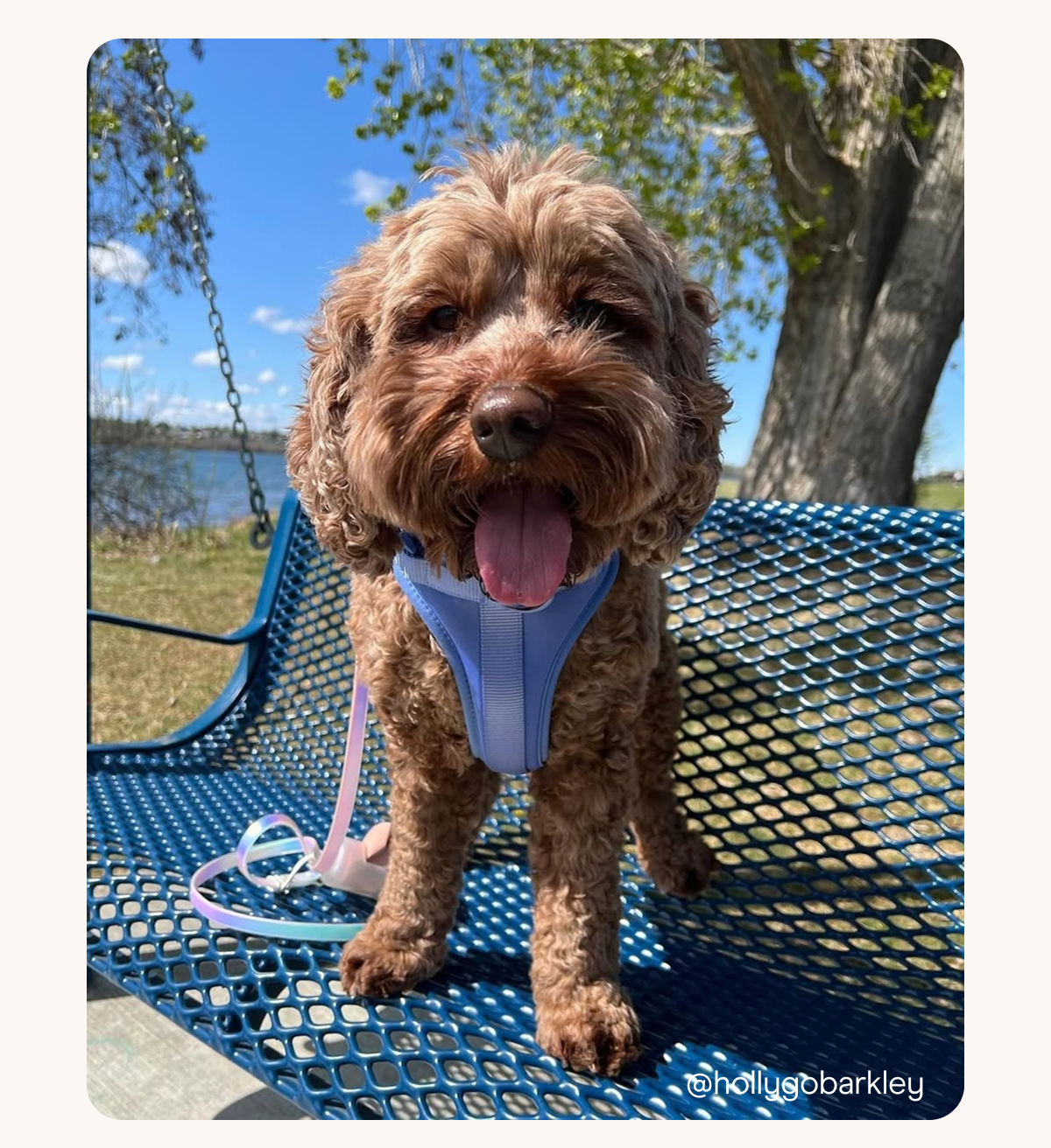 dogs in cute harness and leash