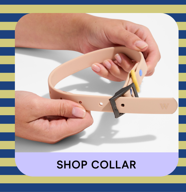 shop collar