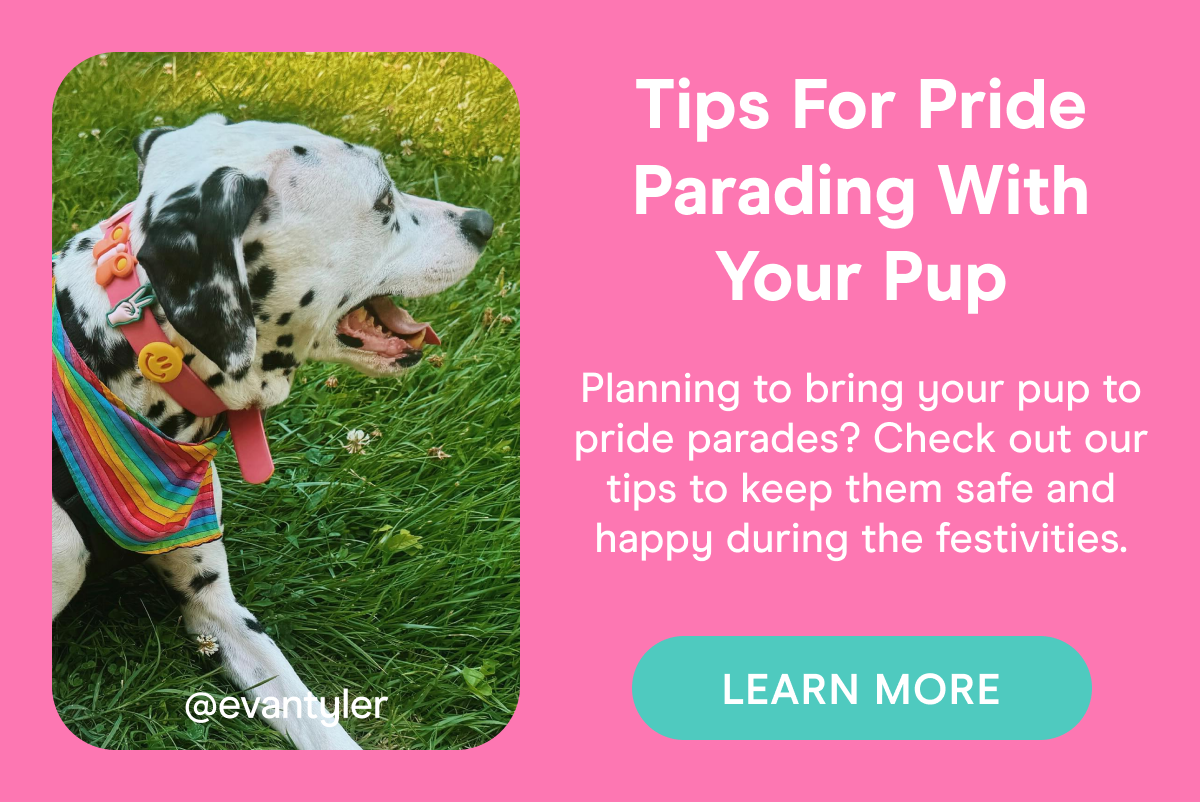 Tips For Pride Parading With Your Pup Planning to bring your pup to pride parades? Check out our tips to keep them safe and happy during the festivities. @evantyler  LEARN MORE