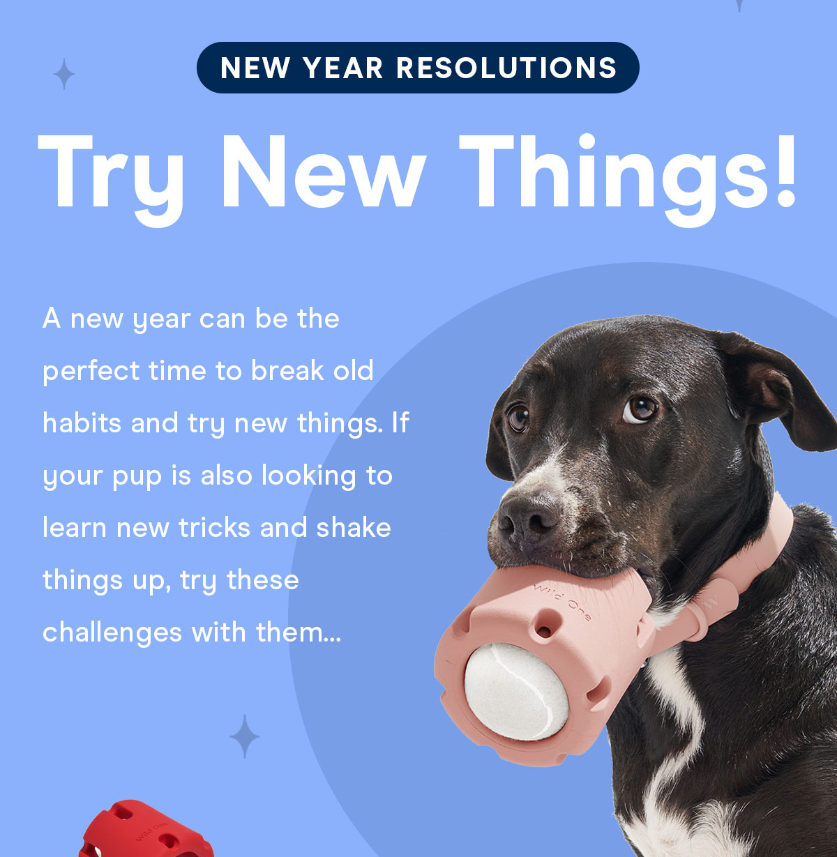 New Year Resolutions Try New Things! A new year can be the perfect time to break old habits and try new things. If your pup is also looking to learn new tricks and shake things up, try these challenges with them...