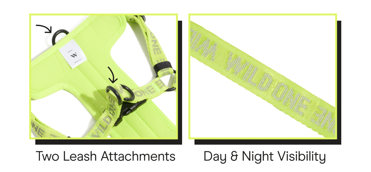 TWO LEASH ATTACHMENTS  day & night visibility