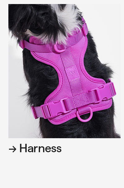 Orchid Harness