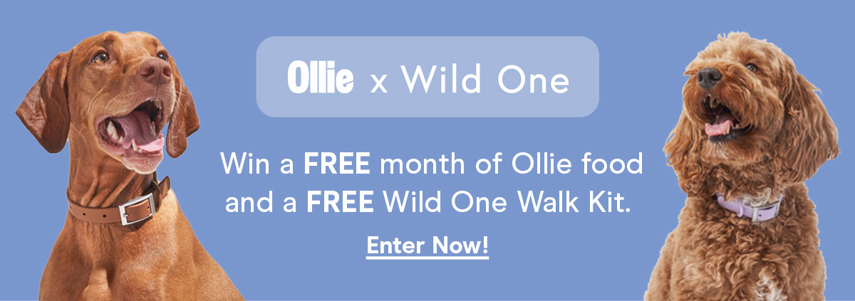 Ollie X Wild One Win a FREE month of Ollie food and a FREE Wild One Walk Kit Enter now!