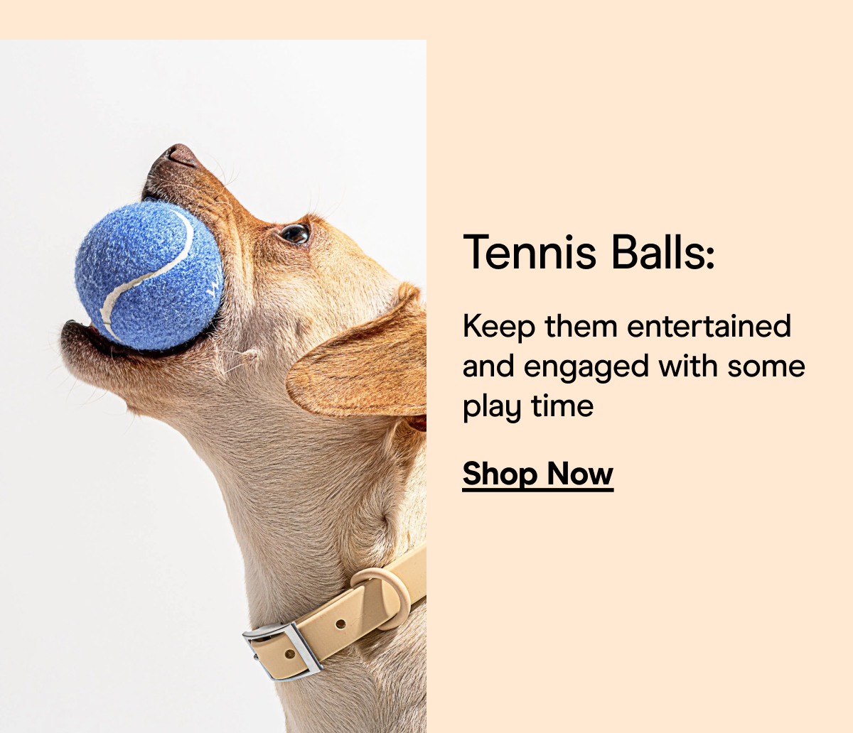 Tennis Balls: Keep them entertained and engaged with some play time Shop Now