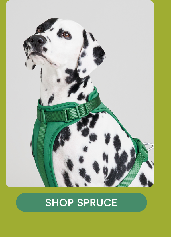 shop spruce