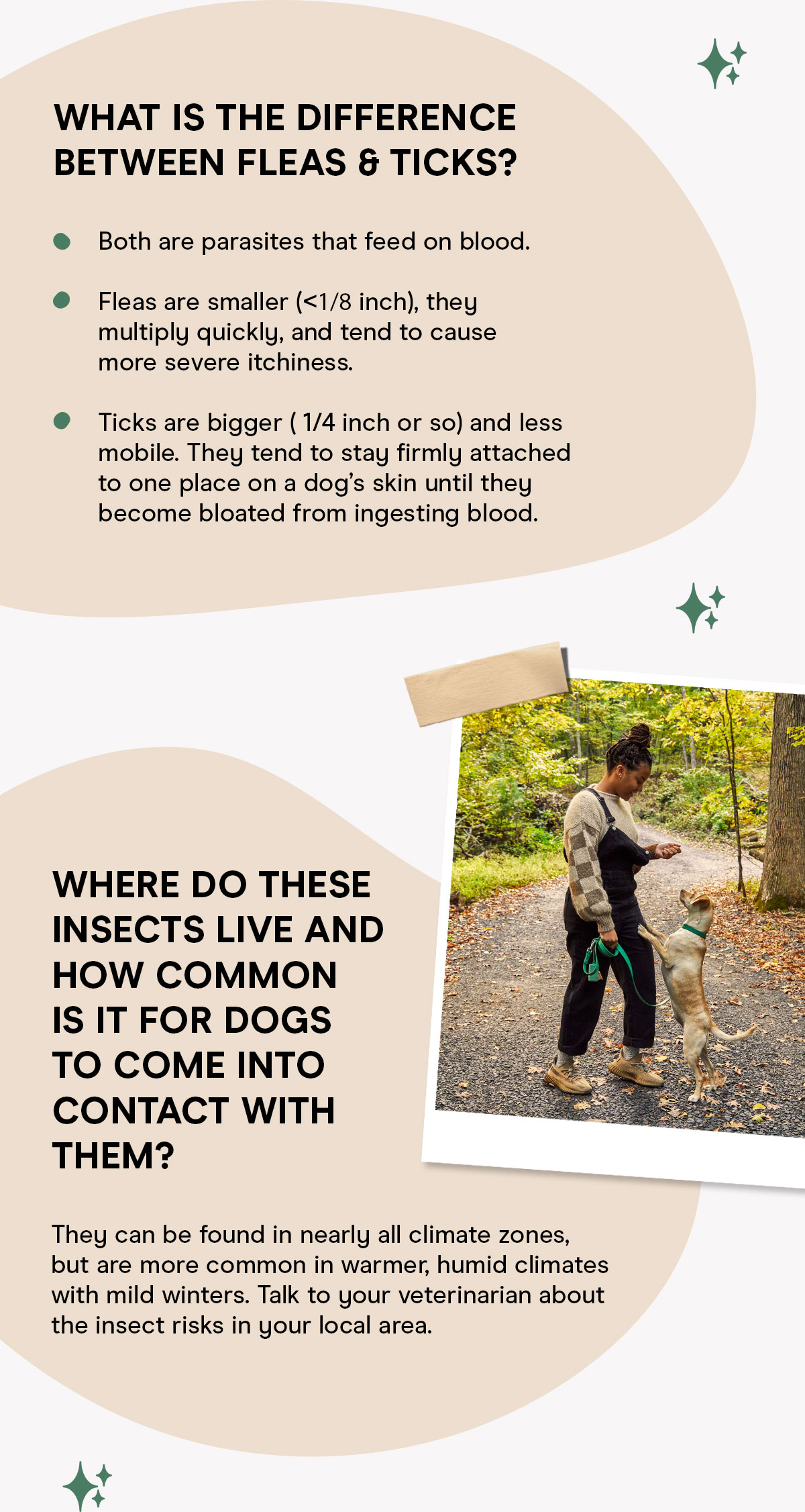 What is the difference between fleas & ticks? Where do these insects live and how common is it for dogs to come into contact with them?