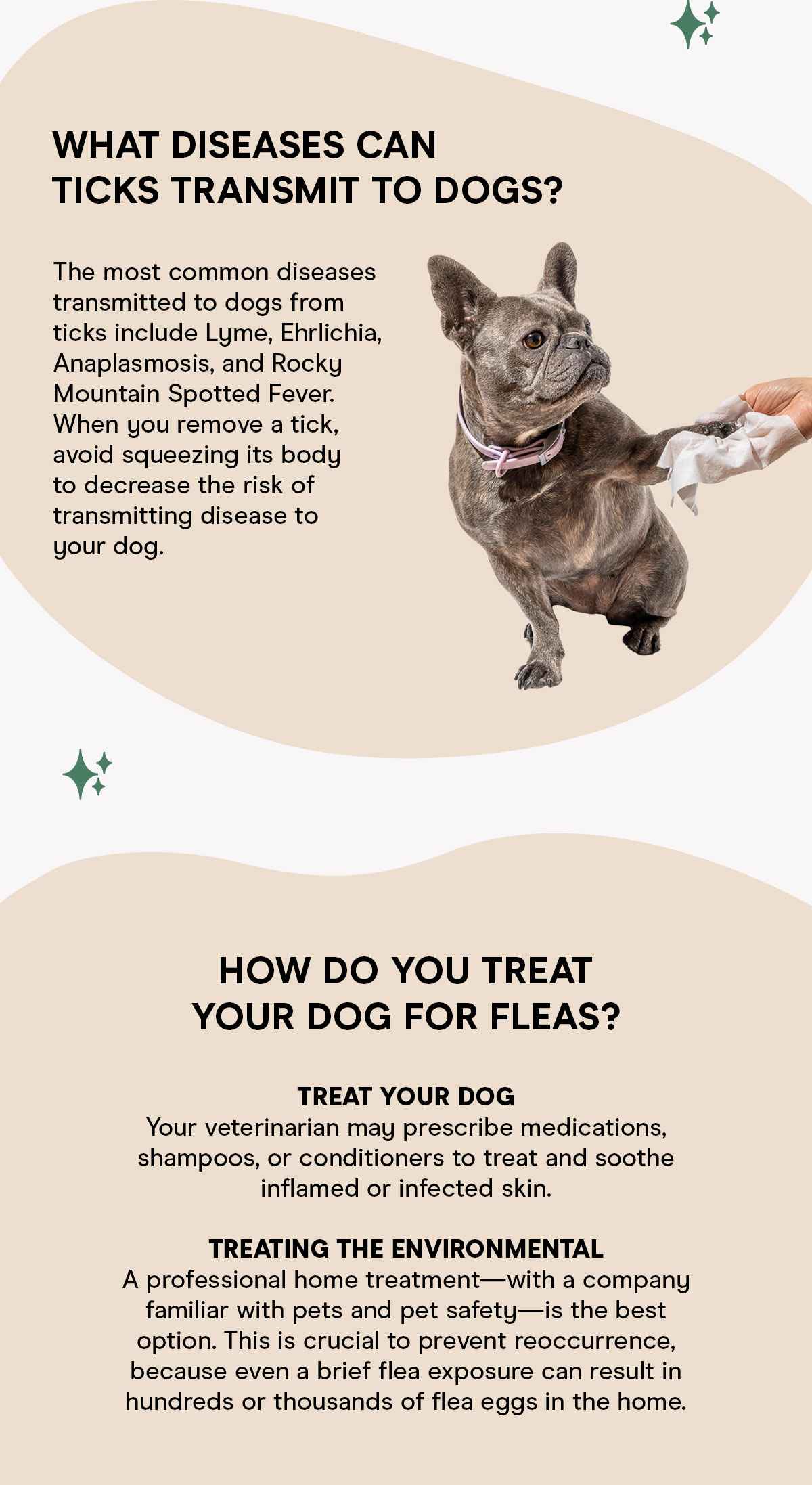 What diseases can ticks transmit to dogs? How do you treat your dog for fleas?