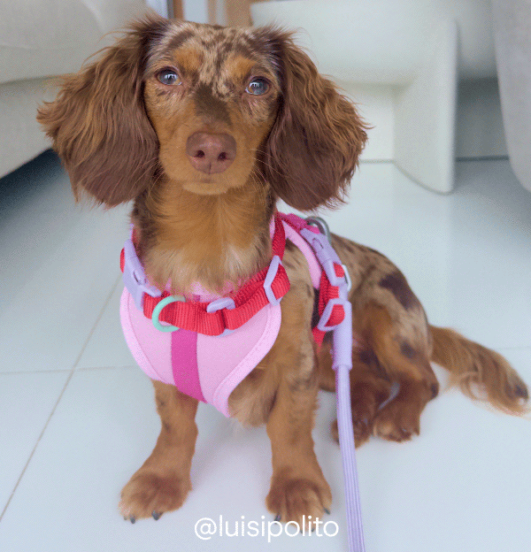 rope leash walk kit retro 