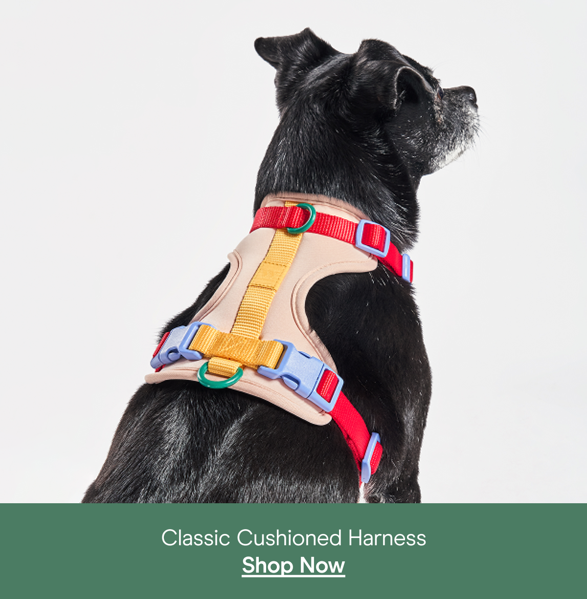 colorblock retro and bubblegum with dogs classic harness walk kit with waterproof leash